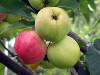 Kypsät omenat kiinni omenapuun oksassa, yksi punainen omena ja kaksi vihreää omenaa